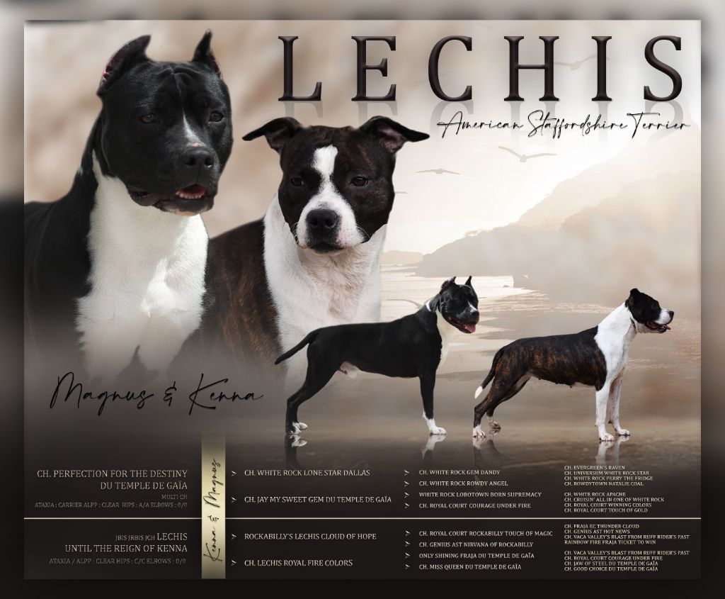 Chiot American Staffordshire Terrier Lechis