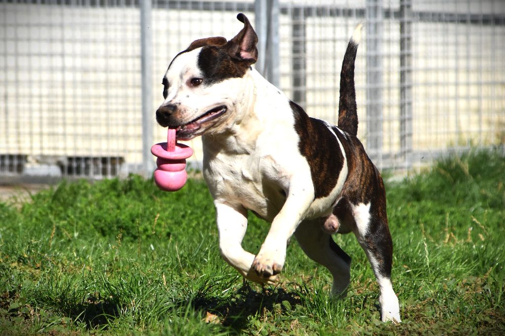 Lechis - Chiots disponibles - American Staffordshire Terrier