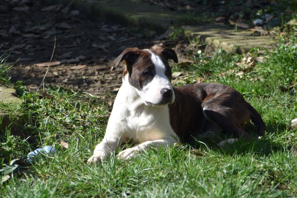 Lechis - Chiots disponibles - American Staffordshire Terrier