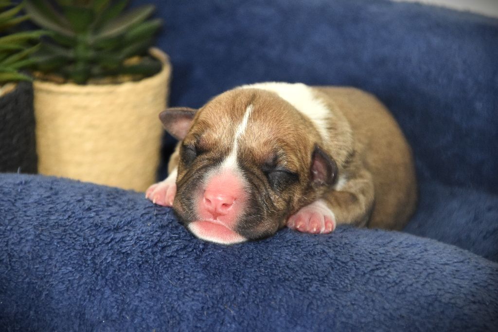 Lechis - Chiots disponibles - American Staffordshire Terrier
