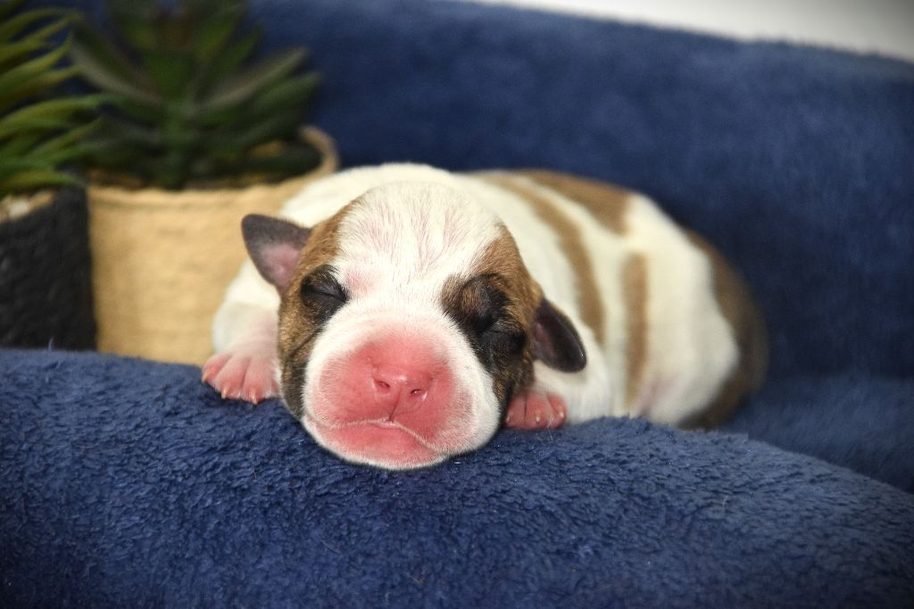 Lechis - Chiots disponibles - American Staffordshire Terrier
