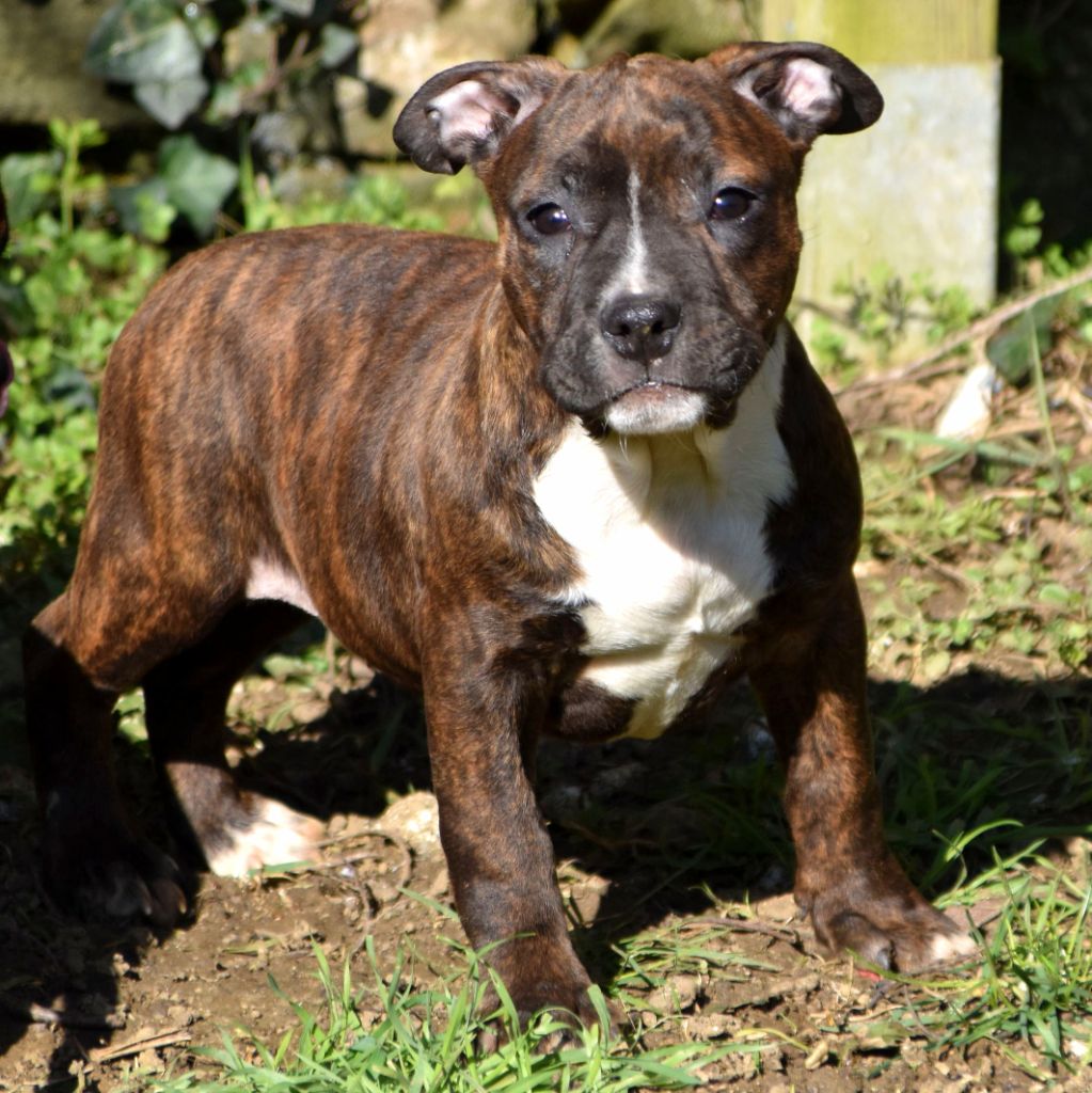 Lechis - Chiots disponibles - American Staffordshire Terrier