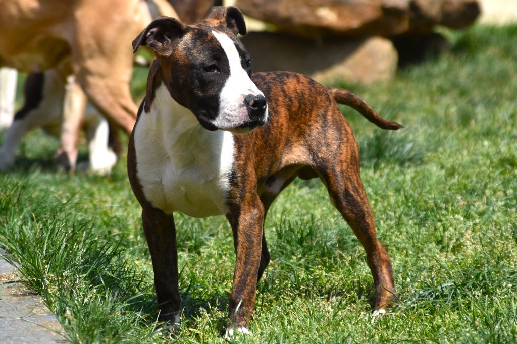 Lechis - Chiots disponibles - American Staffordshire Terrier