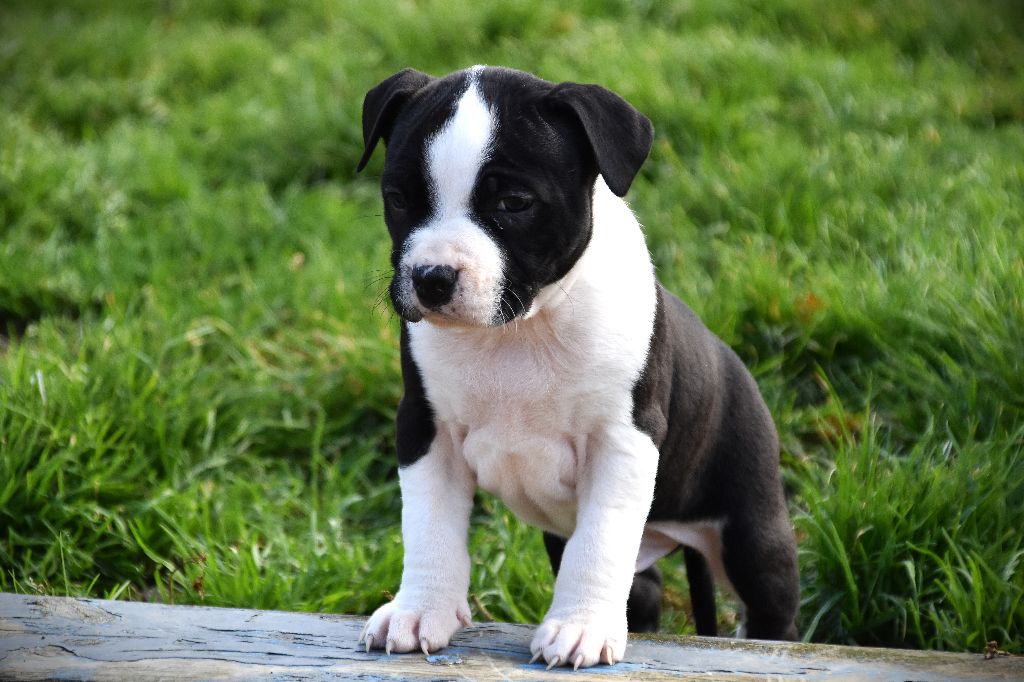 Lechis - Chiots disponibles - American Staffordshire Terrier