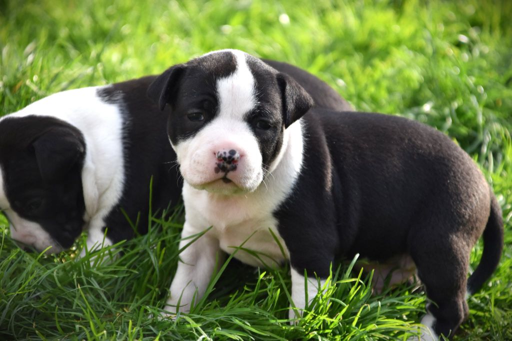 Lechis - Chiots disponibles - American Staffordshire Terrier