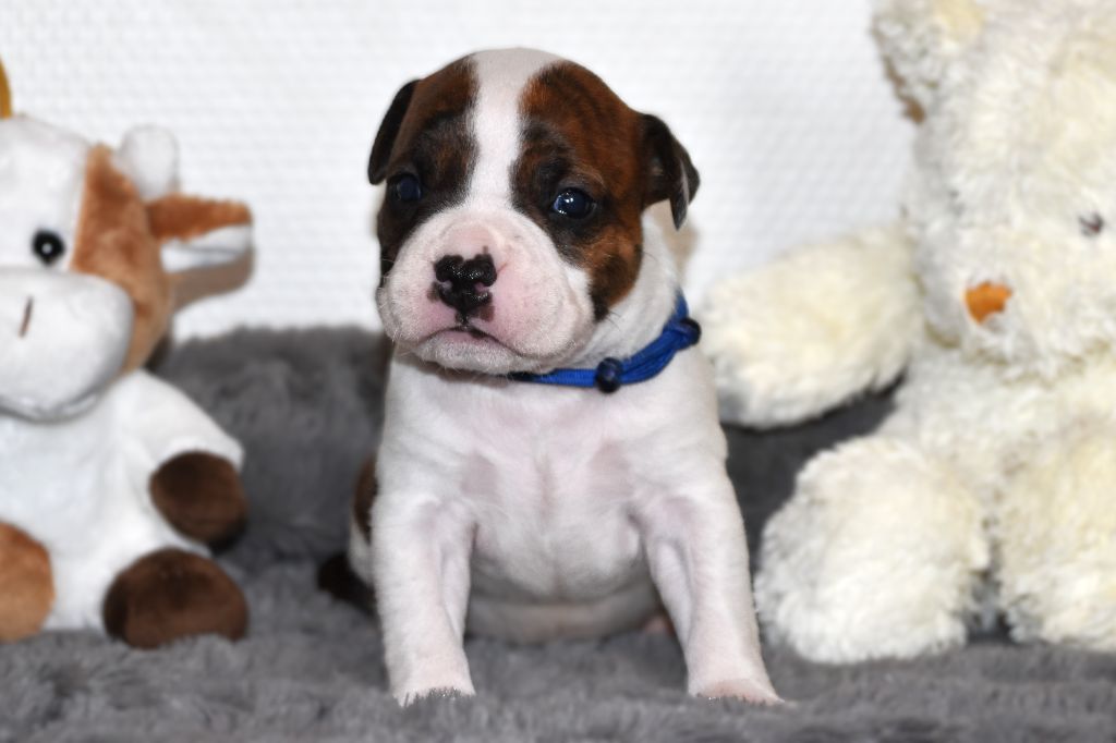 Lechis - Chiots disponibles - American Staffordshire Terrier