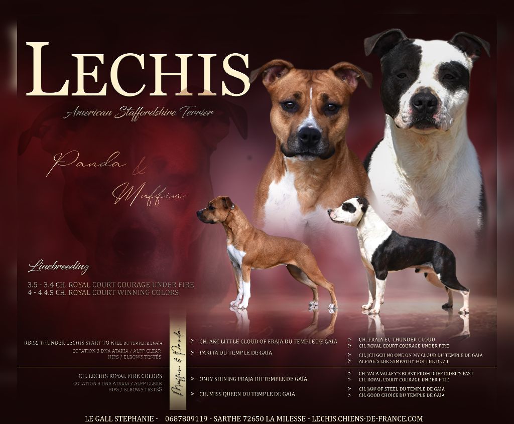 Chiot American Staffordshire Terrier Lechis