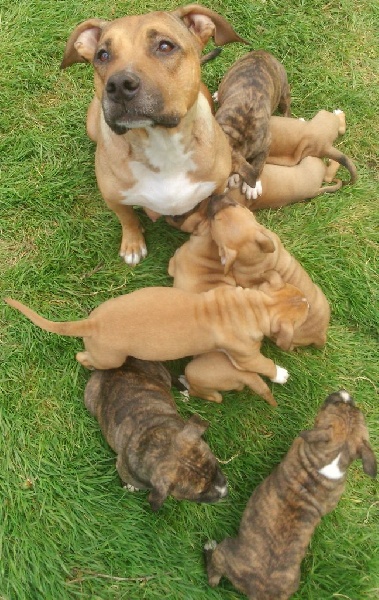 Chiot American Staffordshire Terrier Lechis