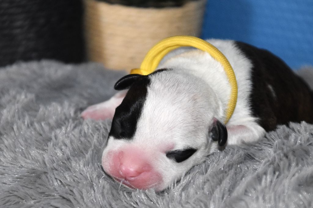 Lechis - Chiots disponibles - American Staffordshire Terrier