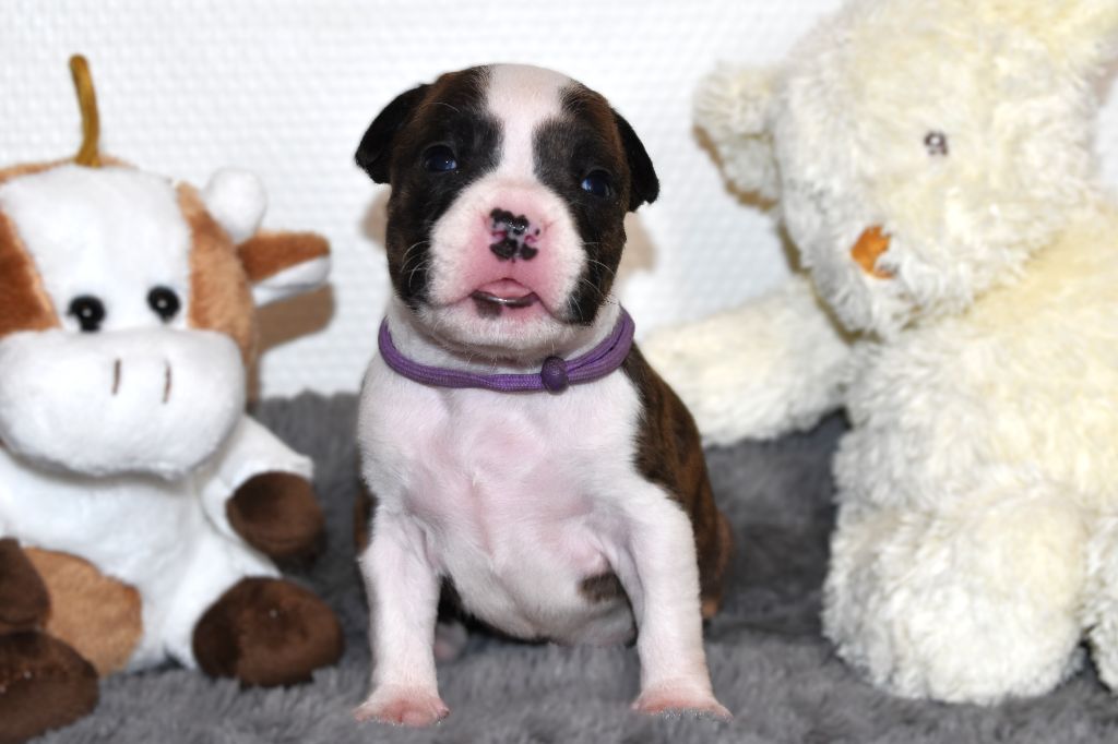 Lechis - Chiots disponibles - American Staffordshire Terrier