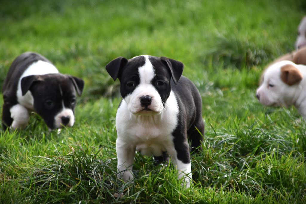 Lechis - Chiots disponibles - American Staffordshire Terrier