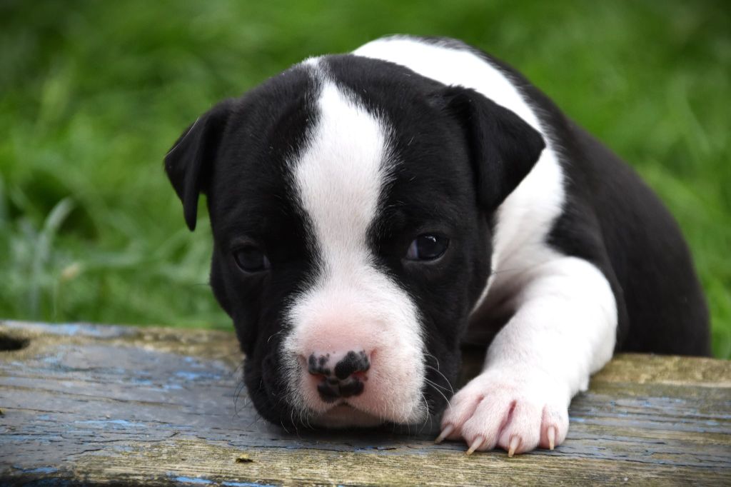 Lechis - Chiots disponibles - American Staffordshire Terrier